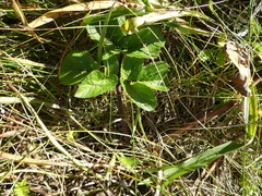 Angelica lucida