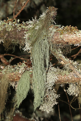 Usnea dasopoga