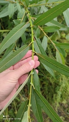 Salix triandra