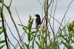 Agelasticus cyanopus