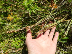 Plantago macrocarpa