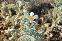 Argemone munita