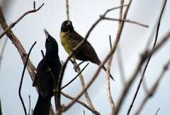 Agelasticus cyanopus