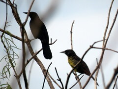 Agelasticus cyanopus