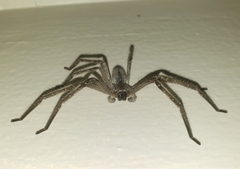 Sparassidae