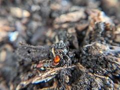 Platydracus cinnamopterus
