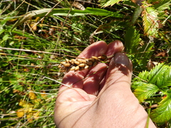 Plantago macrocarpa
