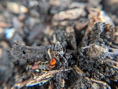 Platydracus cinnamopterus