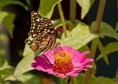 Papilio demoleus malayanus