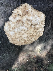 Laetiporus cincinnatus