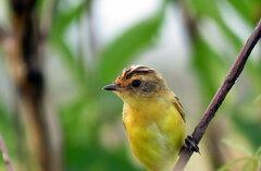 Pseudocolopteryx sclateri