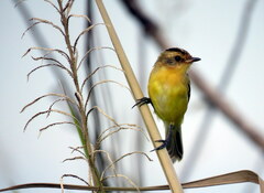 Pseudocolopteryx sclateri