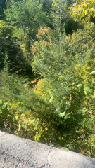 Asparagus officinalis