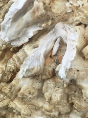 Laetiporus cincinnatus