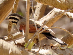 Emberiza capensis