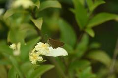 Borbo cinnara