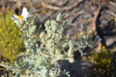 Argemone munita