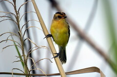 Pseudocolopteryx sclateri