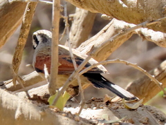 Emberiza capensis