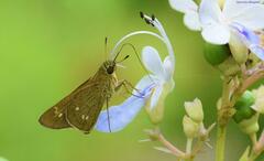 Borbo cinnara