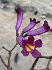 Tabebuia gemmiflora