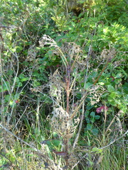 Lonicera involucrata