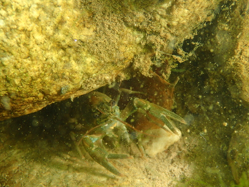 Astacidae