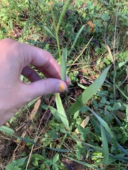 Paspalum pubiflorum