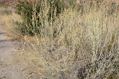 Malacothamnus fasciculatus