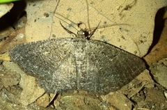 Rhoptria asperaria