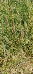 Dracocephalum parviflorum