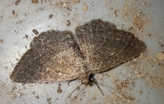 Rhoptria asperaria