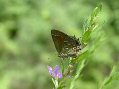 Callophrys gryneus