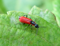 Anthocomus rufus