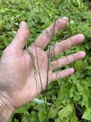 Poa palustris