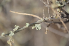 Malacothamnus fasciculatus