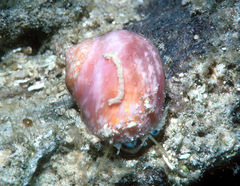 Chrysostoma paradoxum