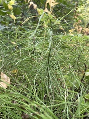 Equisetum fluviatile