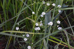 Stellaria longifolia