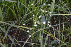 Stellaria longifolia