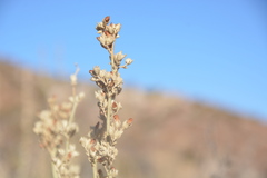 Malacothamnus fasciculatus