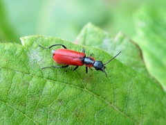 Anthocomus rufus