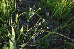 Stellaria longifolia