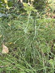 Equisetum fluviatile