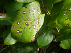 Cameraria gaultheriella