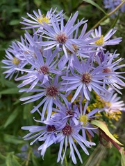 Symphyotrichum novi-belgii