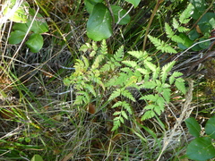Conioselinum gmelinii