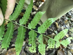 Dryopteris clintoniana