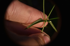 Stellaria longifolia