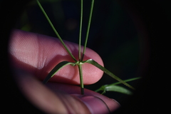 Stellaria longifolia